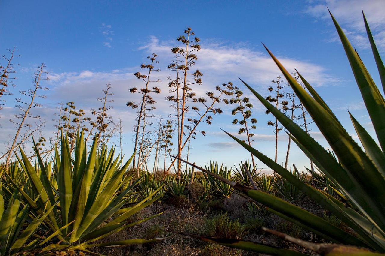 La Palmera. El Amanecer En El Parque Natural Hotel Agua Amarga  Eksteriør billede